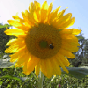 Sonnenblume